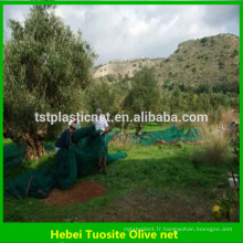 filet de récolte d&#39;olivier